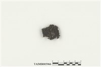 藏品(護蒴蘚科)的圖片